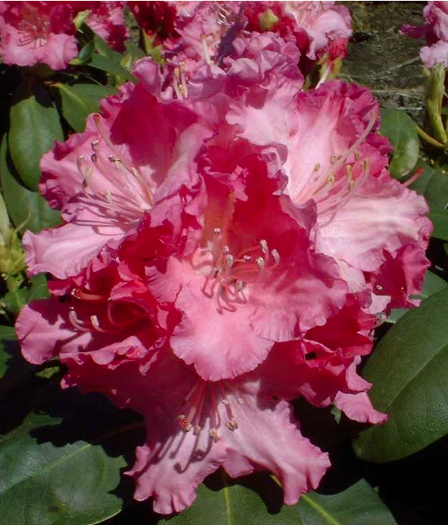 Rhododendron yakushimanum Tatjana 01.png